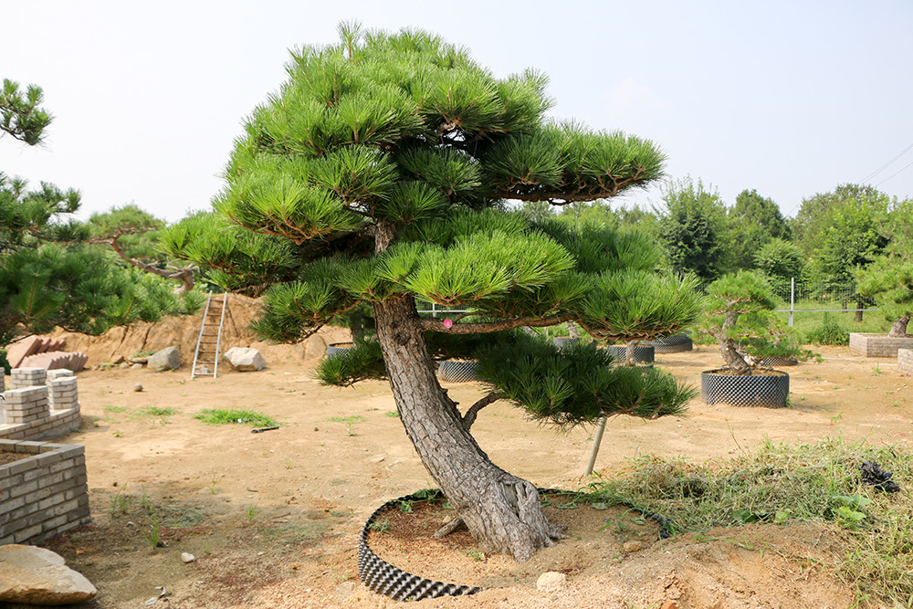 造型松_造型黑松_造型油松_泰山景松_泰山松_景观松_泰安造型松-泰安