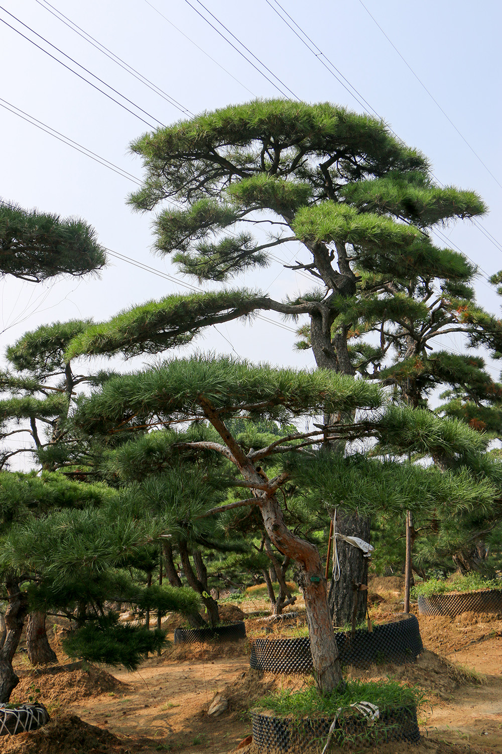 泰山景松_泰山松_景观松_泰安造型松-泰安市鼎晟园林绿化工程有限公司