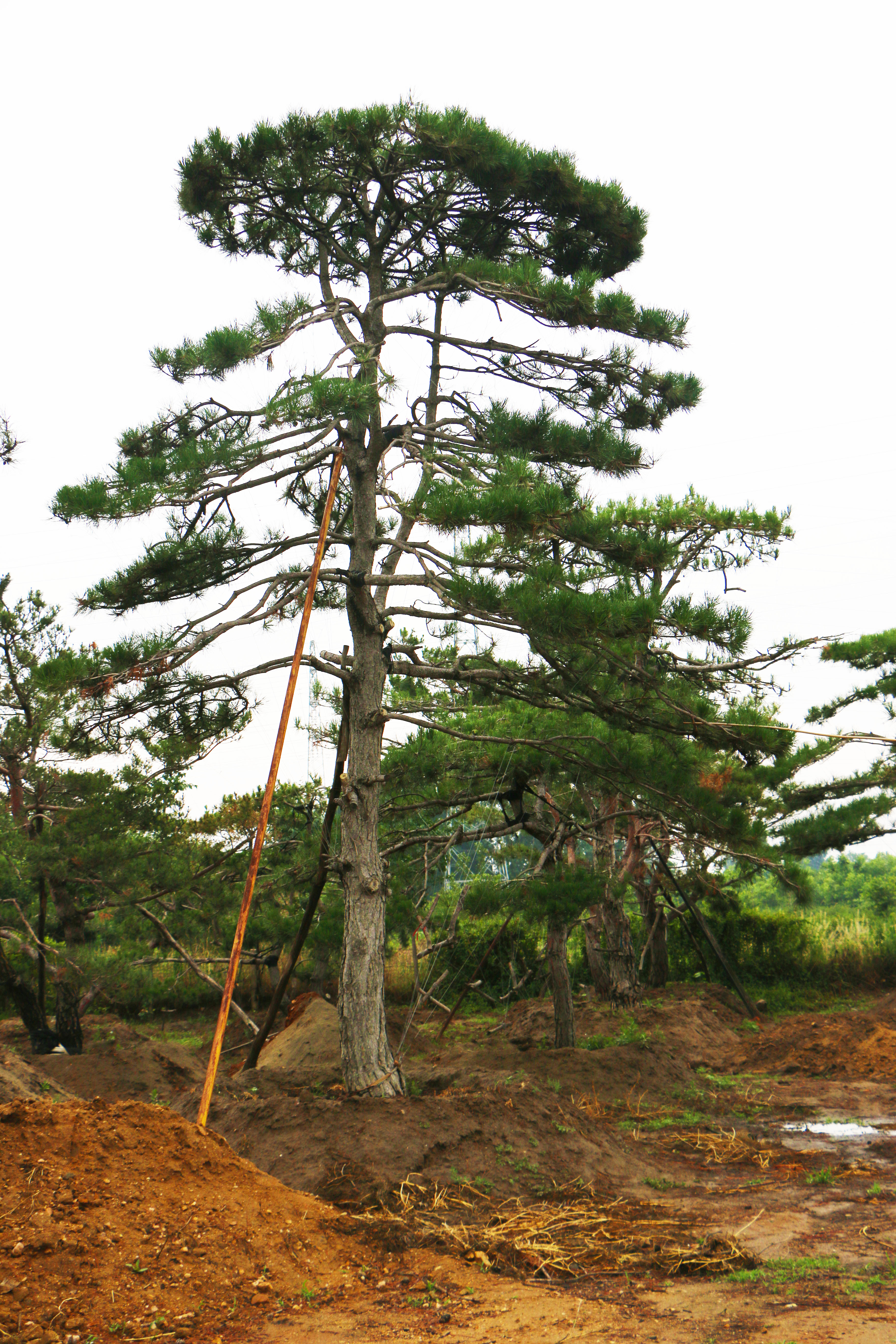 造型松_造型黑松_造型油松_泰山景松_泰山松_景觀松_泰安造型松-泰安