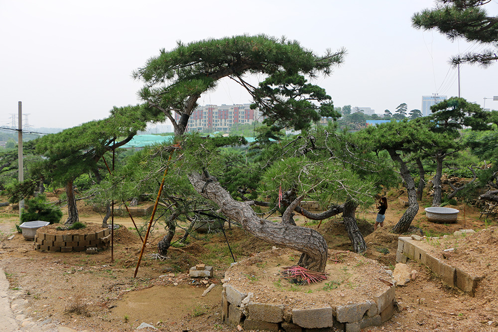 造型松_造型黑松_造型油松_泰山景松_泰山松_景觀松_泰安造型松-泰安