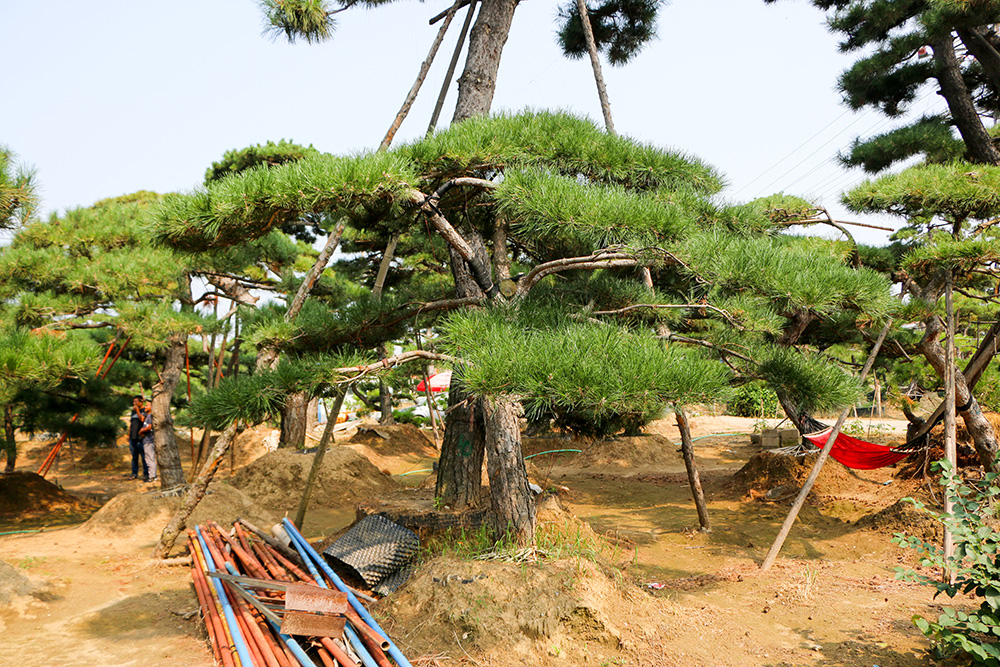 造型松_造型黑松_造型油松_泰山景松_泰山松_景观松_泰安造型松-泰安
