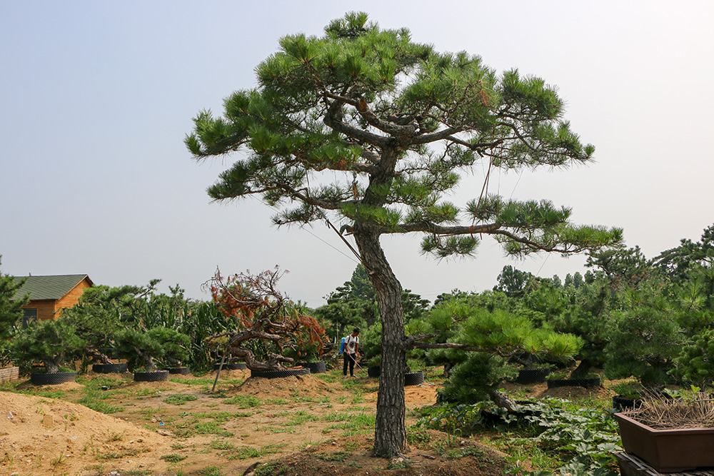 造型松_造型黑松_造型油松_泰山景松_泰山松_景觀松_泰安造型松-泰安