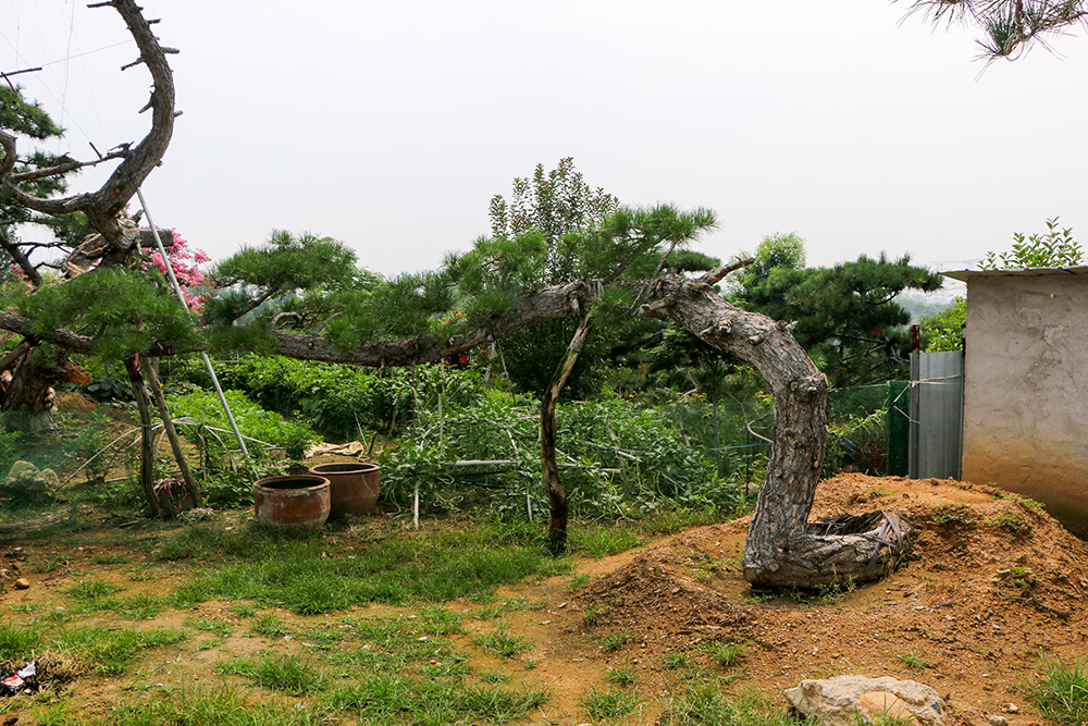 造型松_造型黑松_造型油松_泰山景松_泰山松_景觀松_泰安造型松-泰安